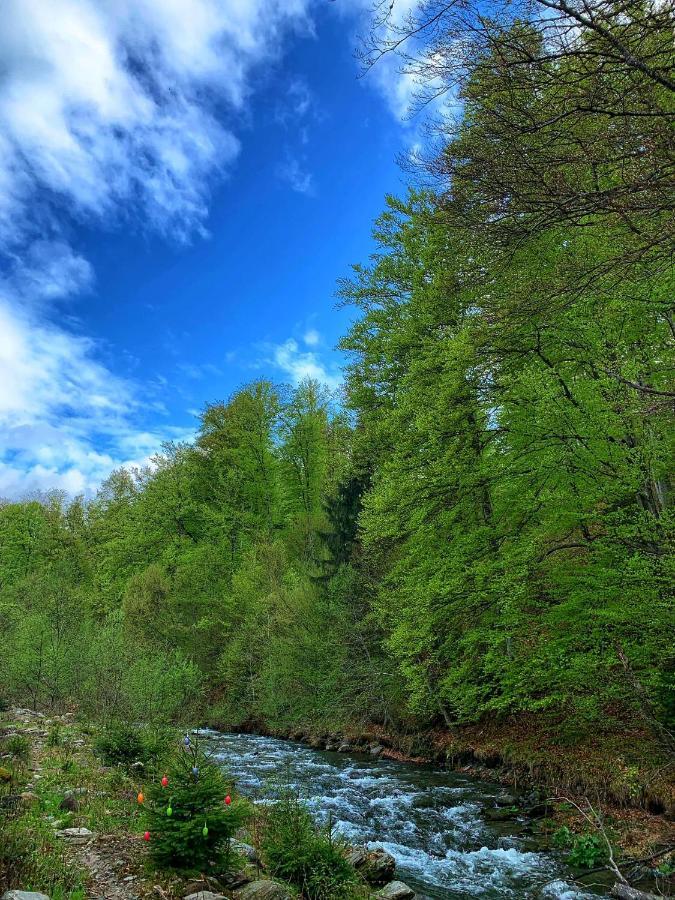 Pensiunea Pastravul Otel Cîrţişoara Dış mekan fotoğraf