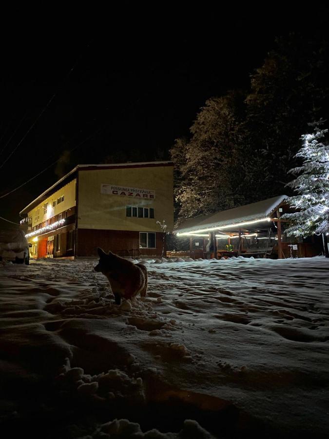 Pensiunea Pastravul Otel Cîrţişoara Dış mekan fotoğraf